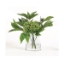 Picture of GREEN SEDUM IN WATER