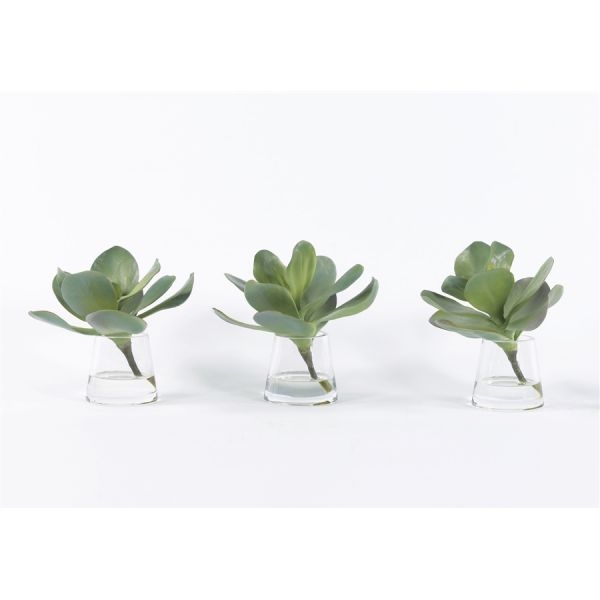 Picture of KALANCHOE IN WATER SET OF 3