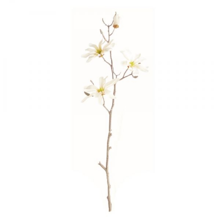 Picture of STAR MAGNOLIA BRANCHES