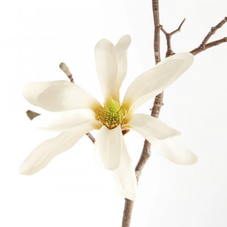 Picture of STAR MAGNOLIA BRANCHES