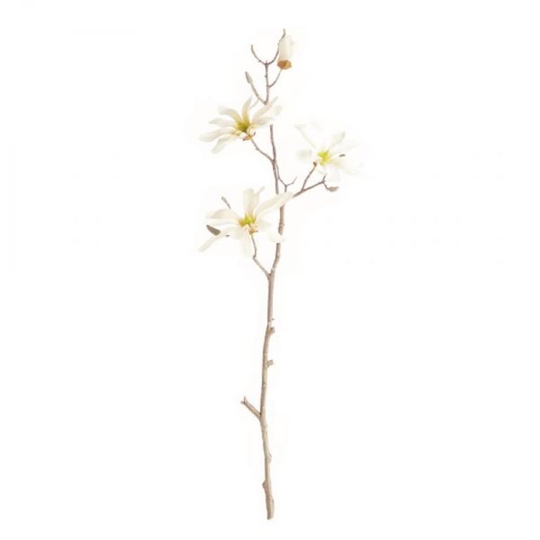 Picture of STAR MAGNOLIA BRANCHES