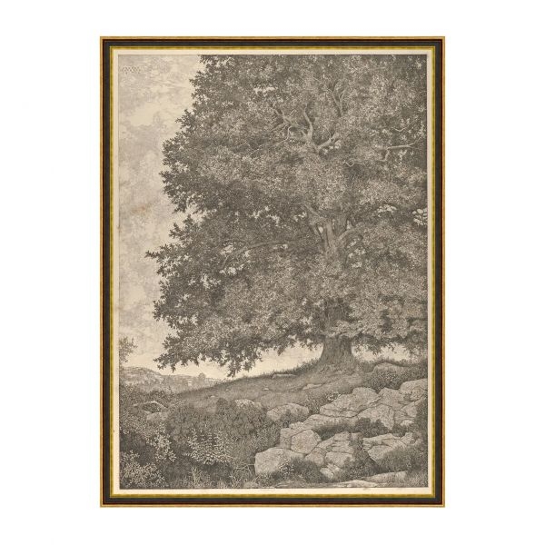 Picture of GRANDFATHERS TREE
