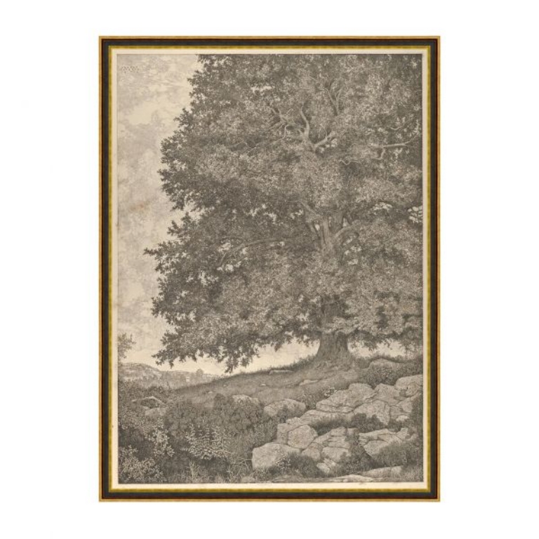 Picture of GRANDFATHERS TREE